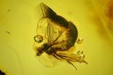 Fossil Fly (Diptera) In Baltic Amber #145483-2